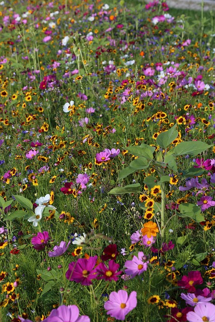 花草甸花