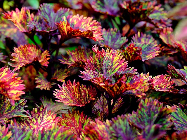 coleus叶子自然植物