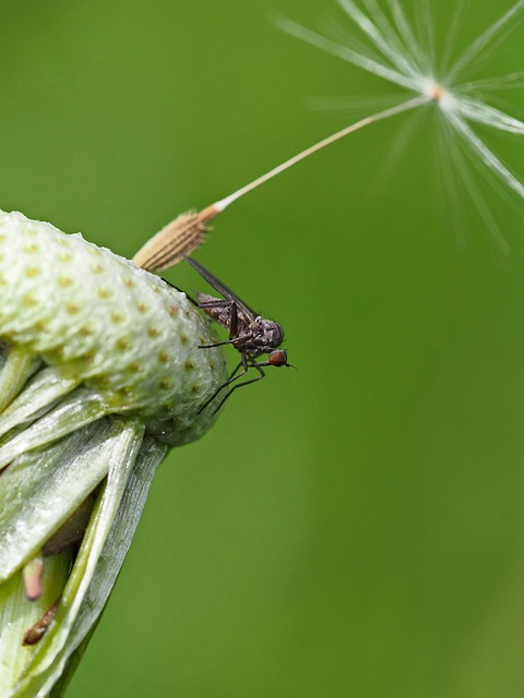 蚊子花蒲公英