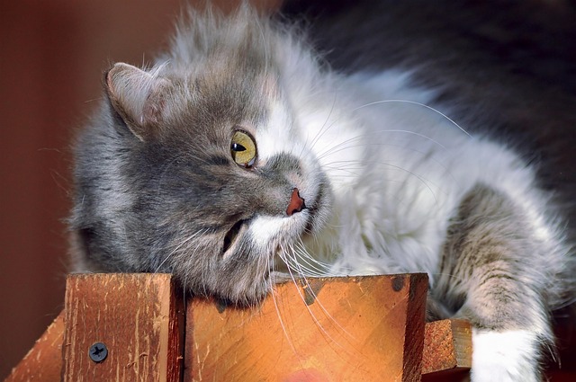 猫眼毛茸茸的灰白色谎言太阳