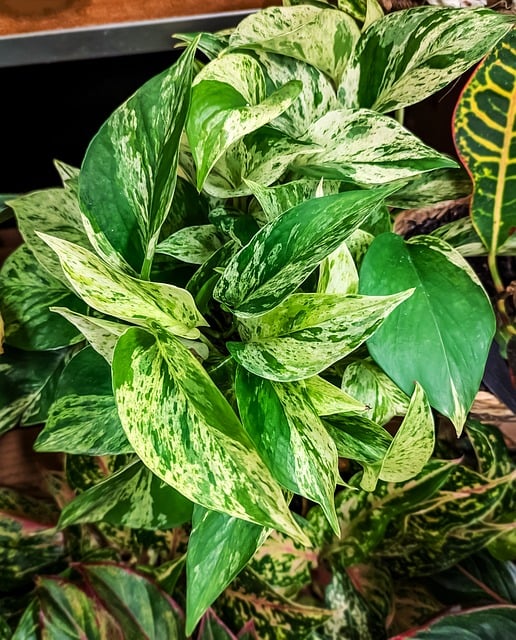 植物叶子开花藤蔓植物学