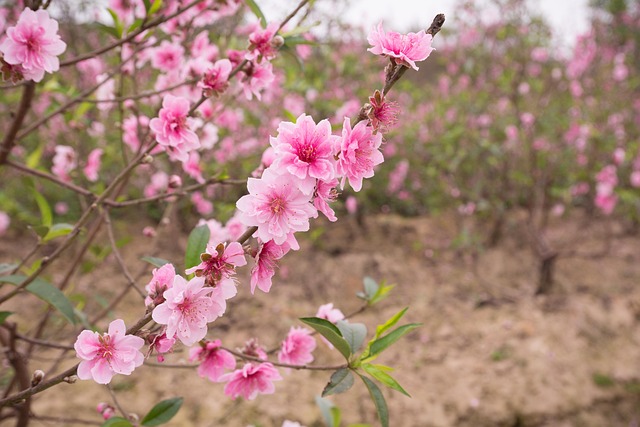 桃花春柔自然