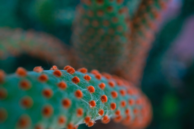 仙人掌植物自然尖刺
