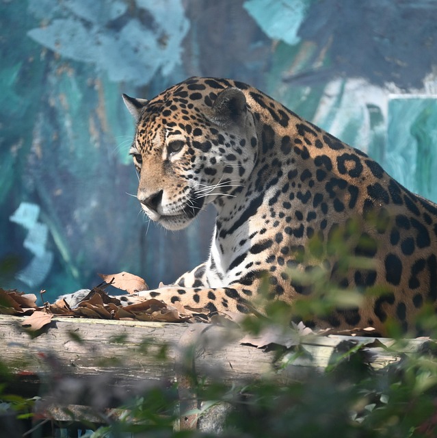 动物豹哺乳动物