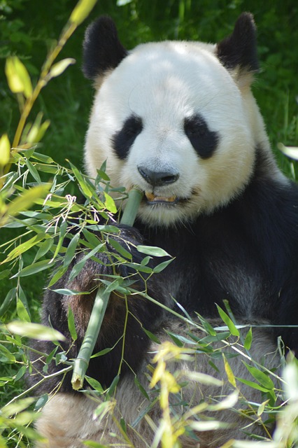 熊猫林野生动物