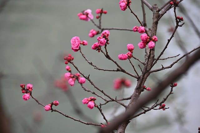 梅花粉色花朵