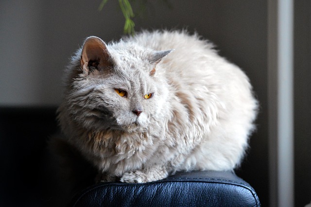 猫沙发发光