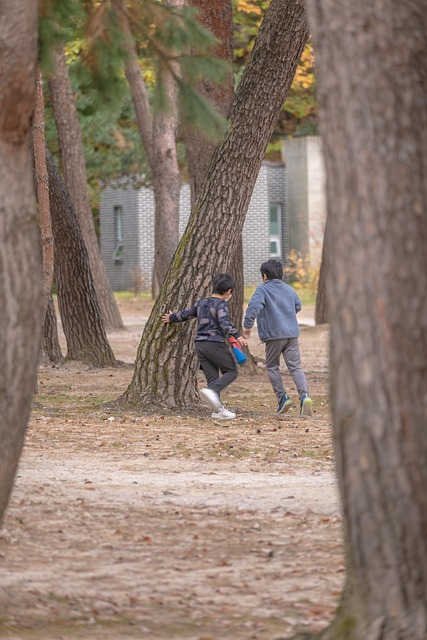 松树自然林树木景观