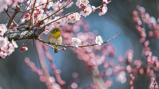 花鸟白眼春
