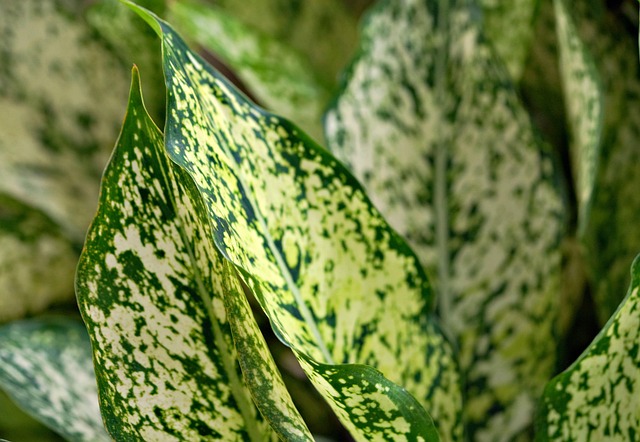 植物aglonema植物区系绿色自然