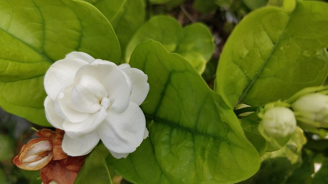 茉莉花