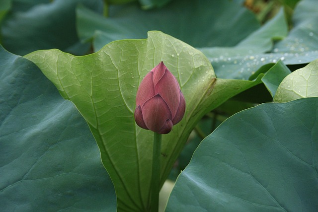 莲花植物佛教花瓣