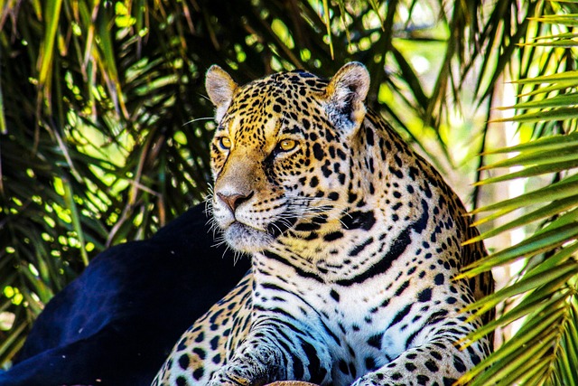 美洲虎野生动物捕食者
