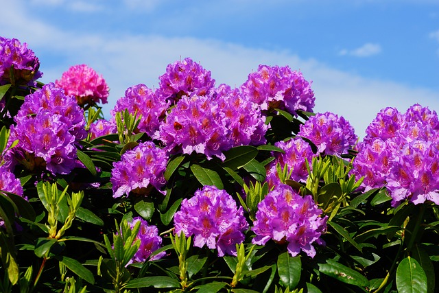 杜鹃花灌木