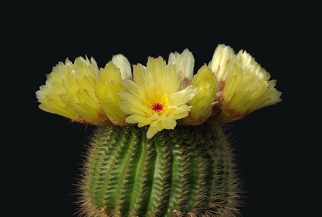 仙人掌花
