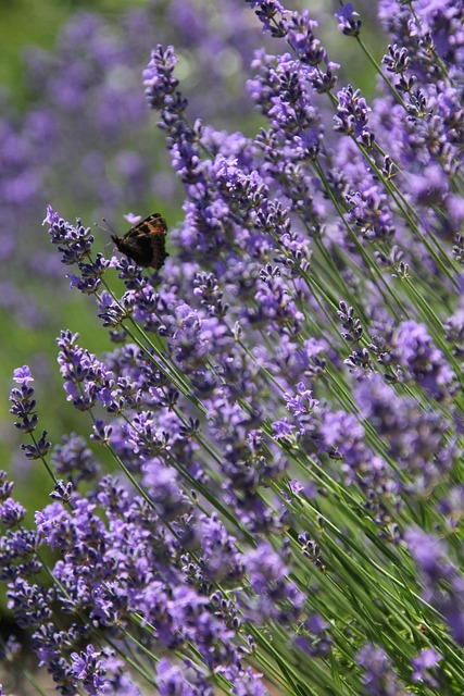 薰衣草紫色花朵