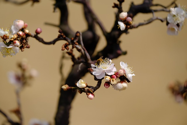梅花梅花