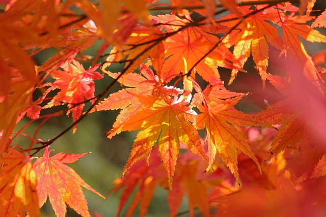 枫叶落秋枝
