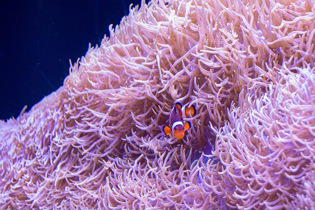 小丑鱼海洋物种
