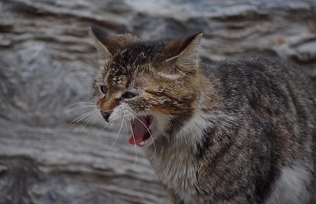 猫可爱小猫可爱搞笑