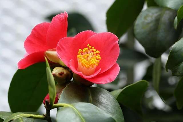 山茶花鹰