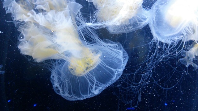 水母海洋生物海水动物