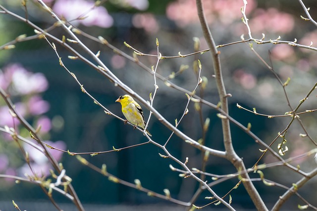 鸟类学野生动物物种