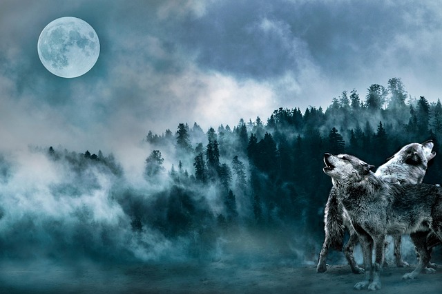 梦幻森林狼雾月