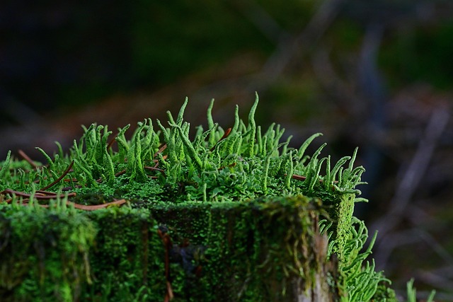 森林自然杯地衣绿