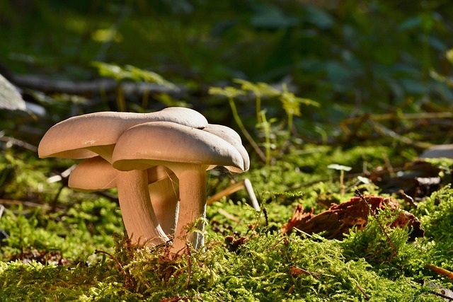 蘑菇苔藓林特写