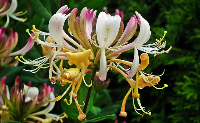 金银花花植物花瓣