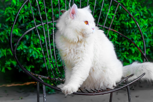 猫猫家养宠物小猫