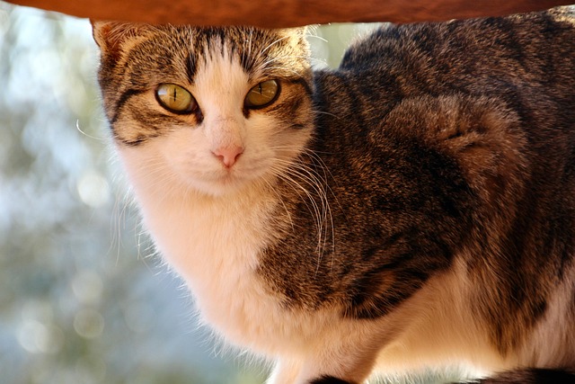 猫动物宠物虎斑猫