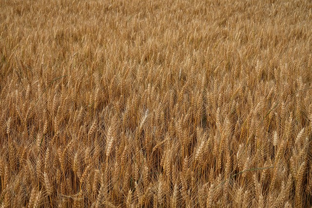 麦田麦田麦田大麦