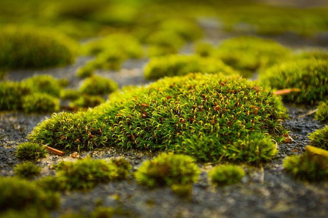 苔藓地衣林自然宏观