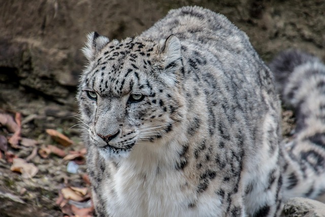 雪豹豹irbis大猫