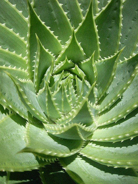 仙人掌植物园植物区系