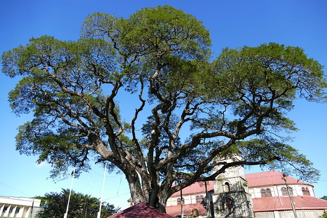 圣卢西亚阉割加勒比海岛
