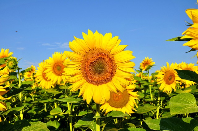 向日葵黄色花朵夏季