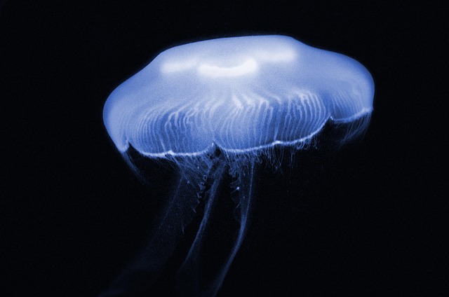水族馆水母