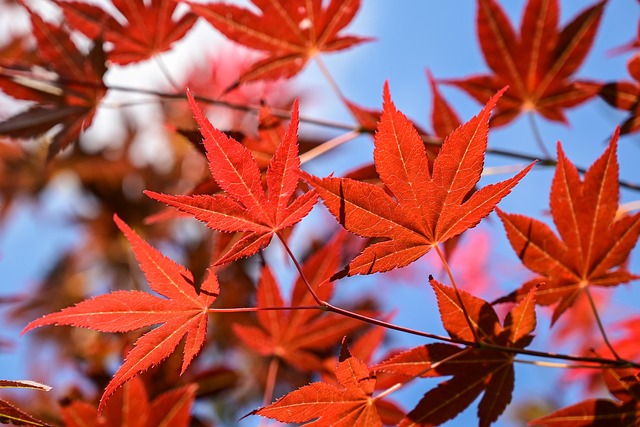 日本枫红叶枝