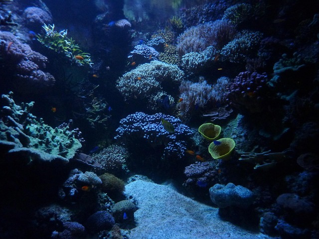 水族馆背景码头