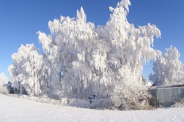 雪冬霜冻树