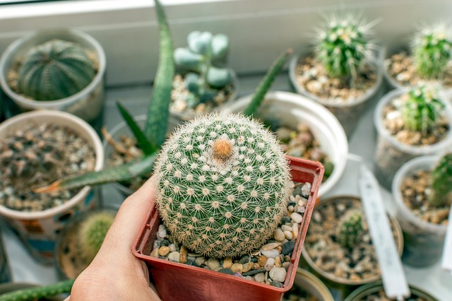 仙人掌花蕾盛开窗台窗