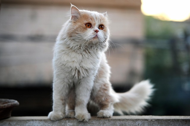 波斯猫猫宠物小猫动物