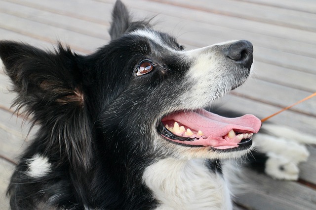 狗边境牧羊犬宠物