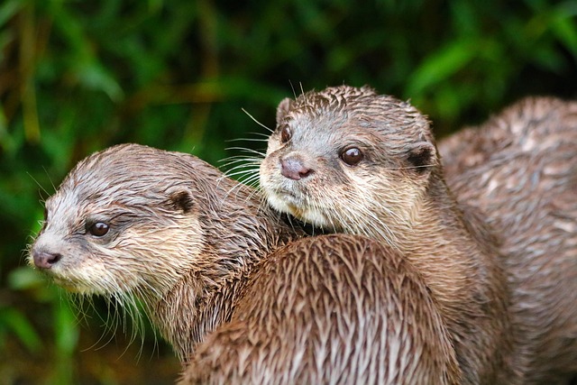 水獭动物哺乳动物头部