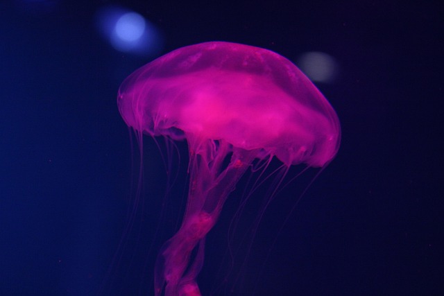 水母海洋粉红色水深