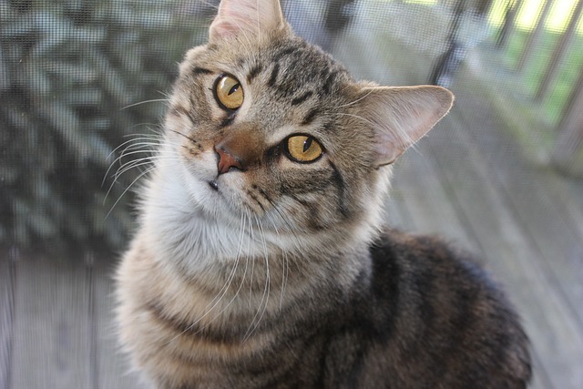 缅因浣熊猫虎斑猫宠物