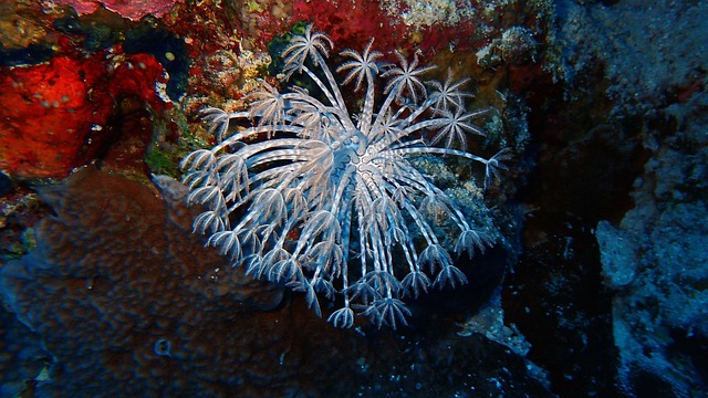 水下珊瑚礁海